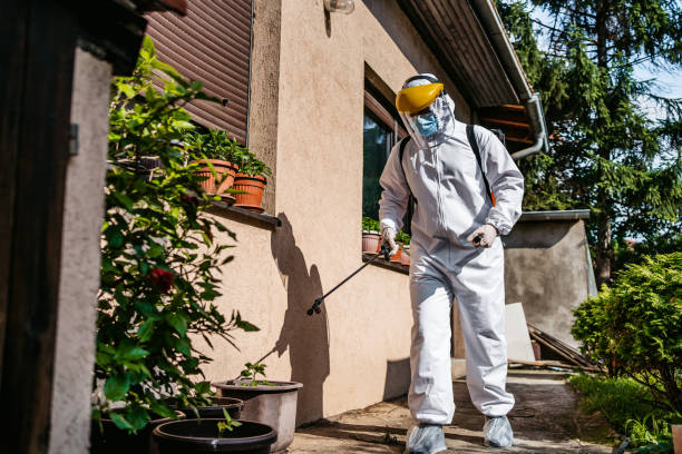 Best Flea Control Services  in Lihue, HI