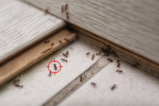 Best Local Pest Control Services  in Lihue, HI