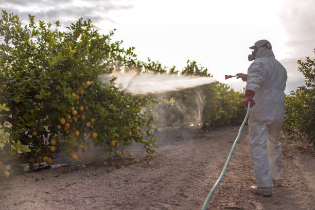 Best Mosquito Control Services  in Lihue, HI