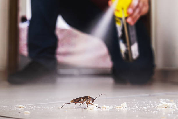 Best Ant Control Services  in Lihue, HI
