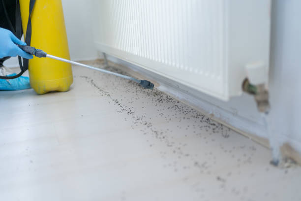 Reliable Lihue, HI Pest Control Solutions